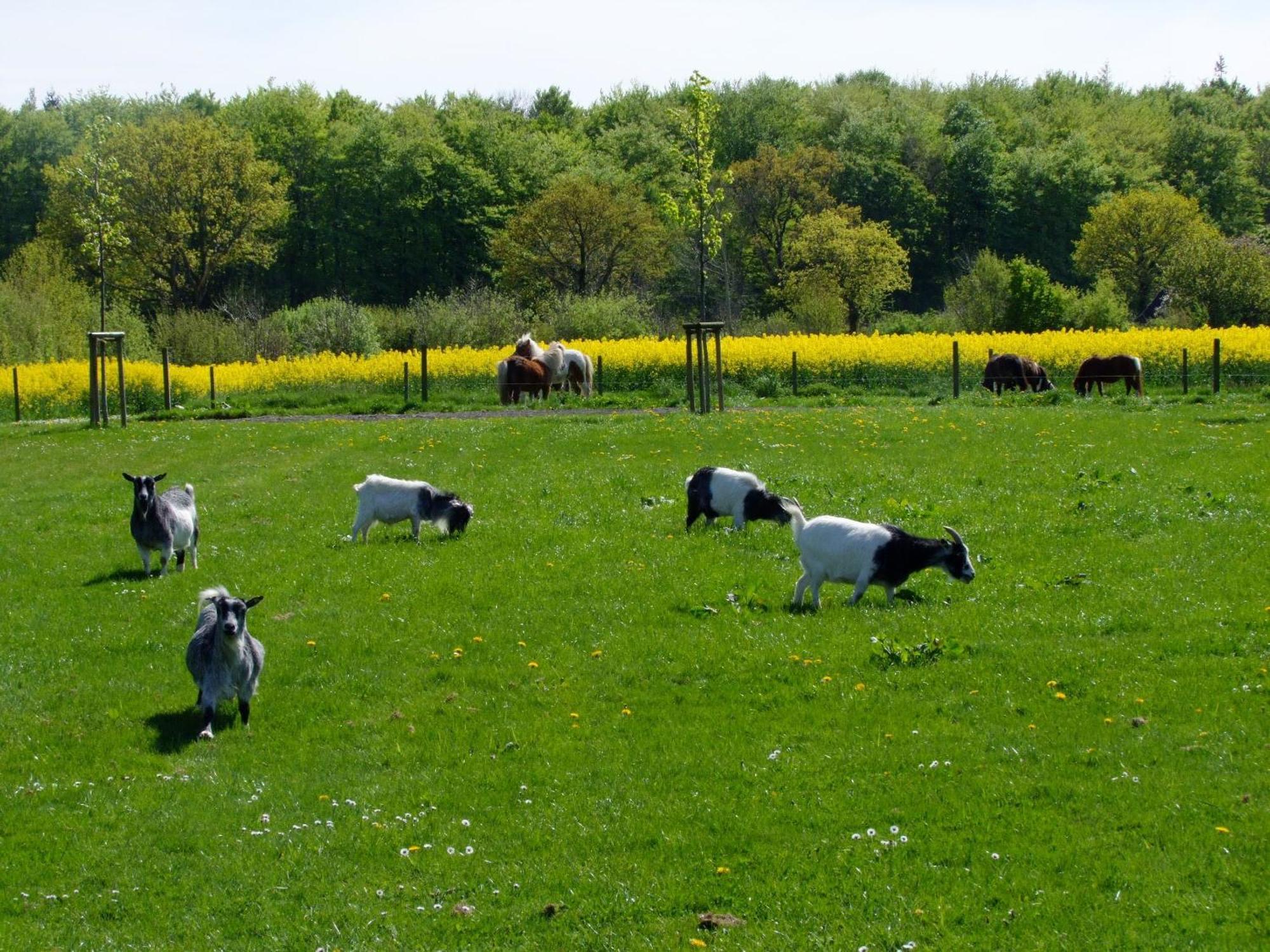 Ferienwohnungen Auf Dem Ferienhof Sell Stoltebüll Zewnętrze zdjęcie